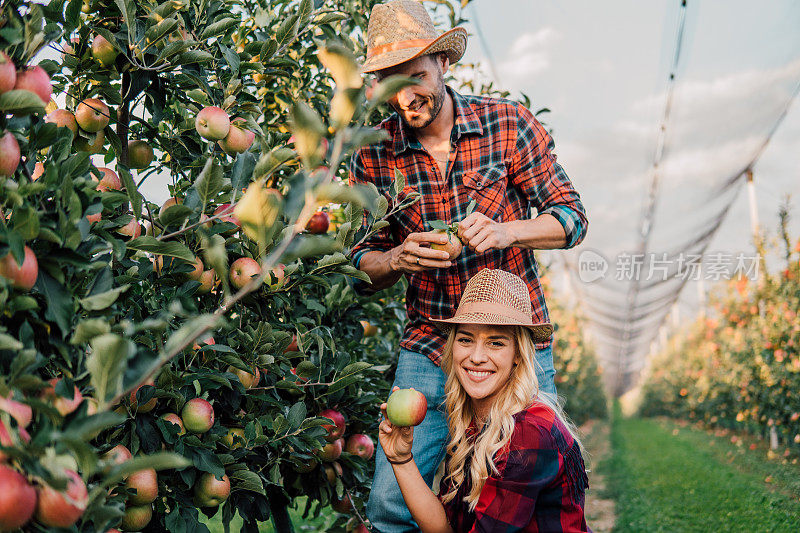年轻夫妇在苹果种植园工作