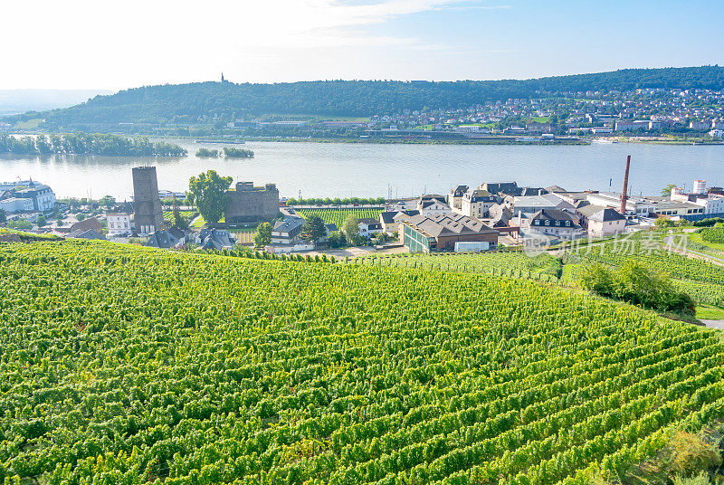 葡萄园在低森林纪念碑纪念碑Rüdesheim，德国