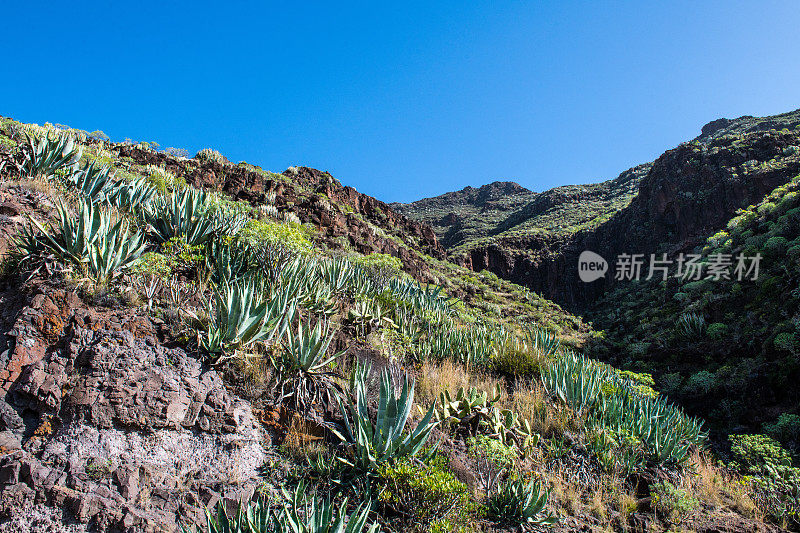 加那利岛美丽的山谷景色