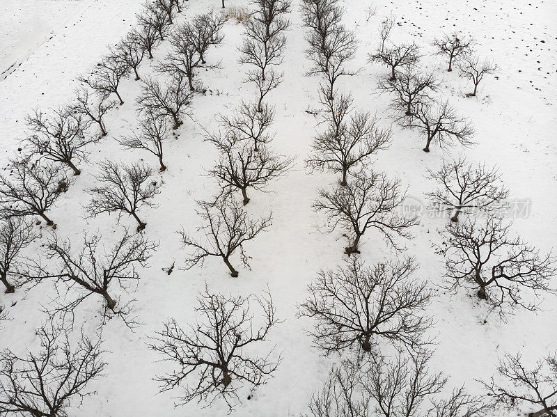 在寒冷的冬天，光秃秃的果园被白雪覆盖。鸟瞰图。