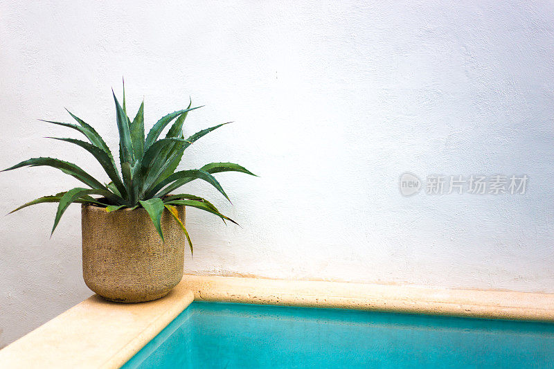 墨西哥:游泳池附近的芦荟植物;本空间