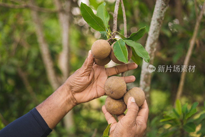 收获人心果