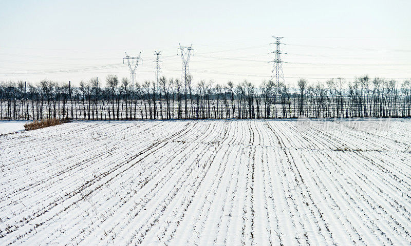 雪地里的树