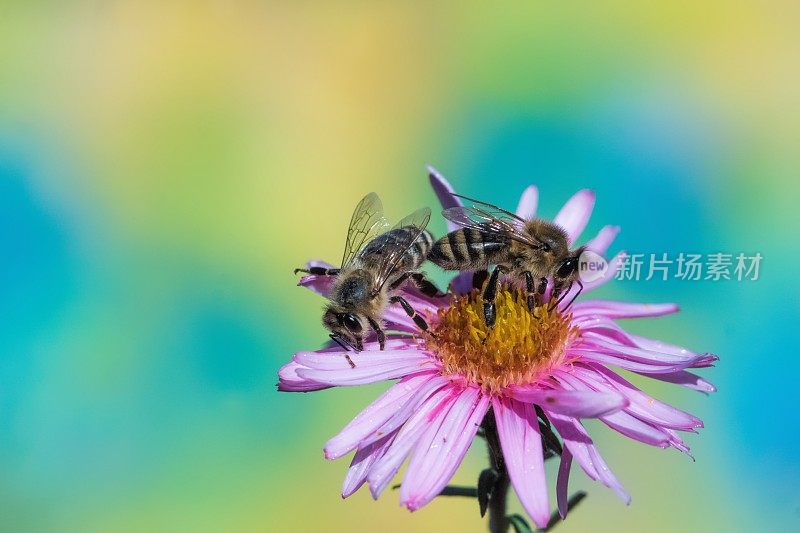 蜜蜂在米迦勒菊上