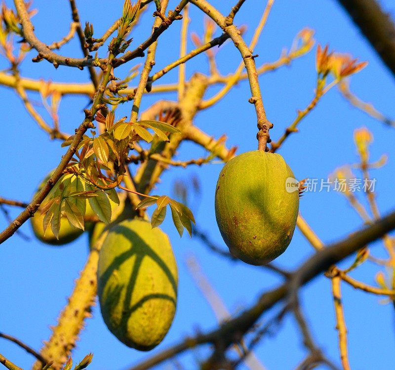 卡波克树