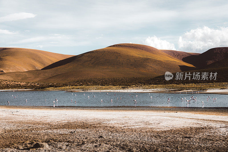 美丽的泻湖与火烈鸟在山上在阿塔卡马沙漠