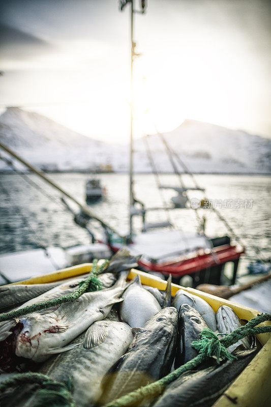渔船在北冰洋里捕鳕鱼