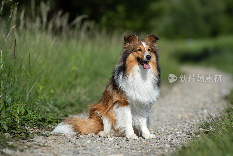 自然界中的设得兰牧羊犬肖像