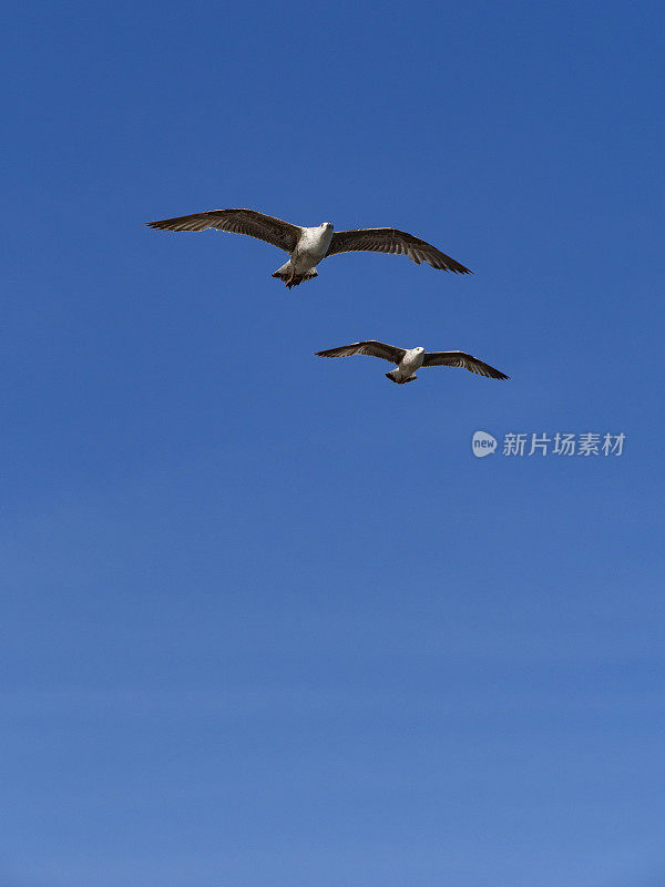 海鸥在蓝天上飞翔