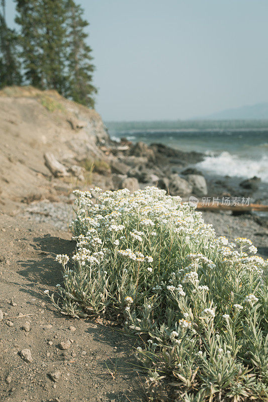 黄石湖波浪，野花背景