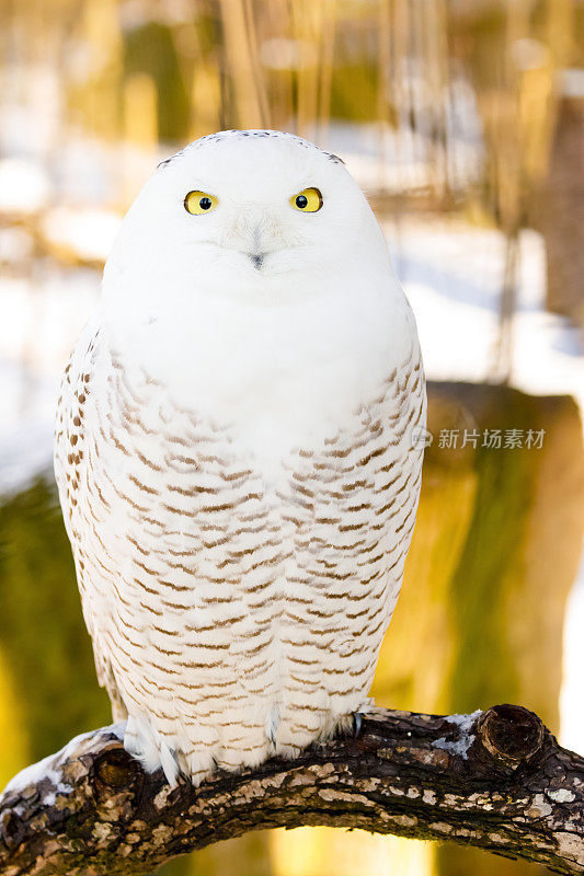 雪鸮