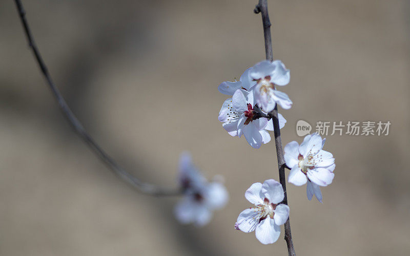 枝上桃花