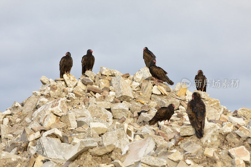 破碎的混凝土和砖块在垃圾填埋场还有火鸡秃鹰等着送垃圾