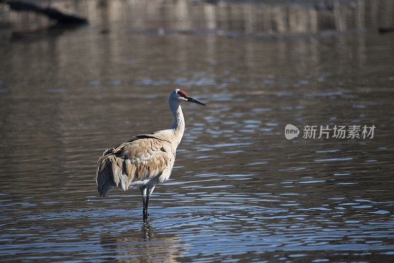 沙丘鹤