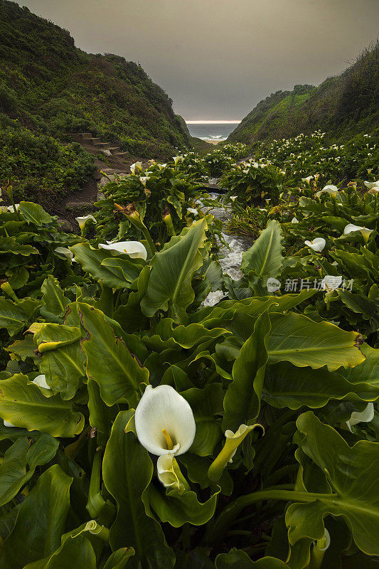 加州海岸的野百合