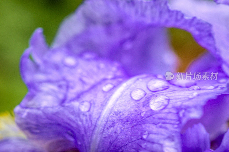 旗瓣鸢尾与雨滴