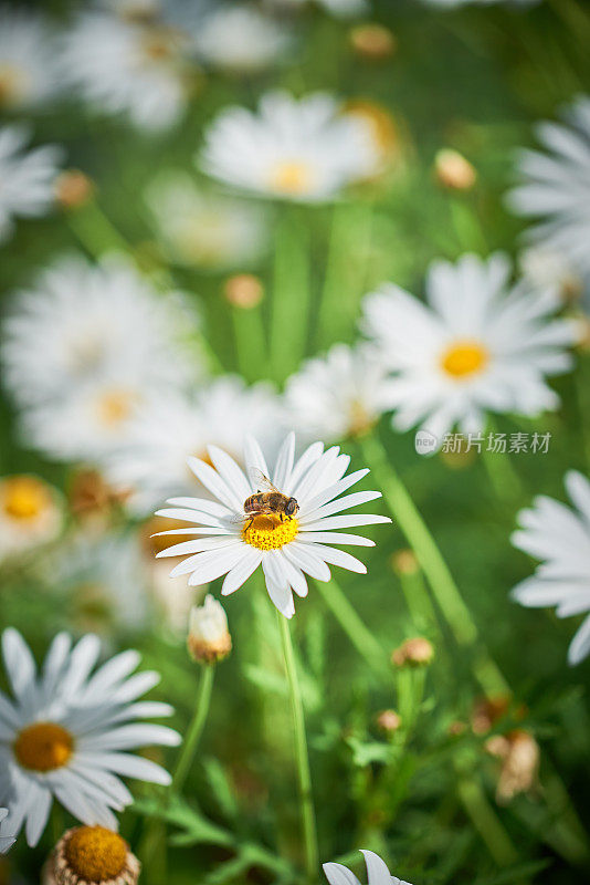 蜜蜂在花上休息