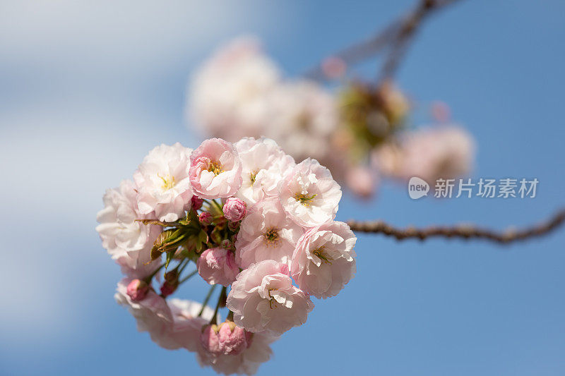 樱花和蓝天