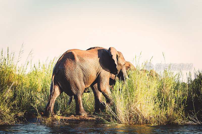 赞比西河国家公园的非洲野象