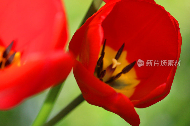 小红花郁金香花瓣，黄色中心和黑色花粉的蜜蜂，灰色郁金香品种小红帽在模糊的绿色花园背景下，春天的花生长在庭院盆中切割插花展示