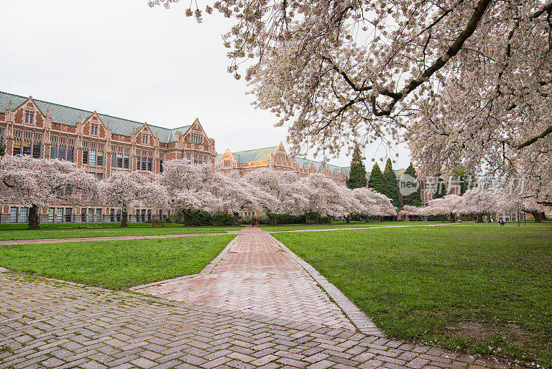 华盛顿大学校园里的樱花