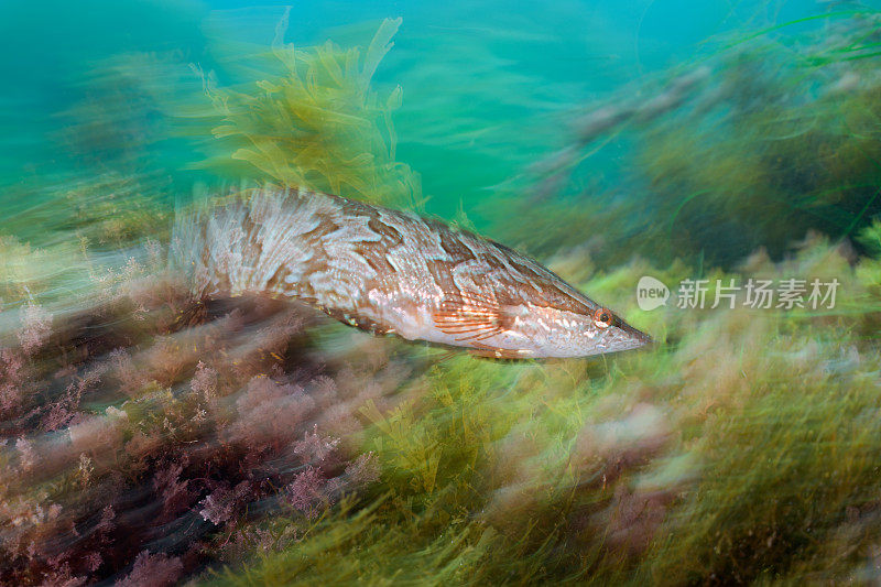 巨人Kelpfish游泳