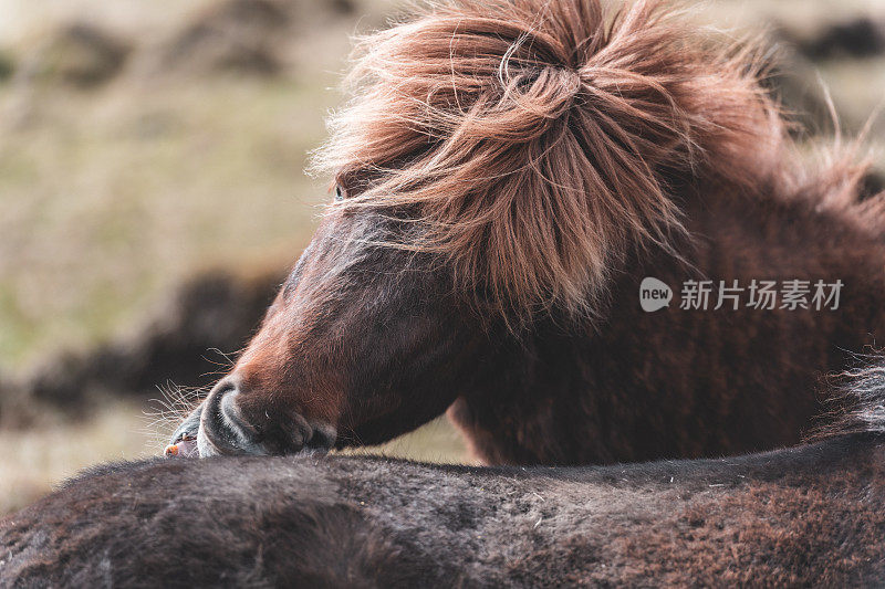 一匹棕色的冰岛马咬了另一匹马