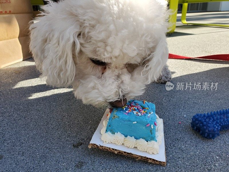 狗吃生日蛋糕