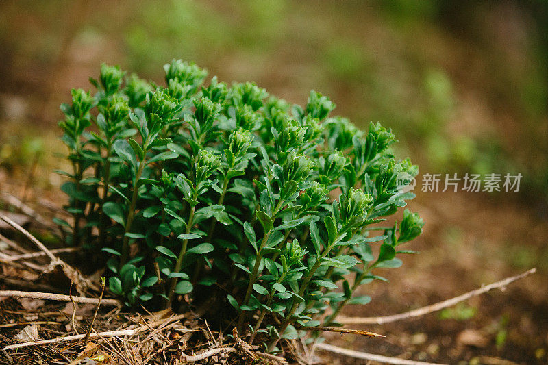 雨后绿植