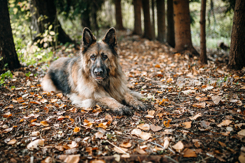 德国大型雌性牧羊犬