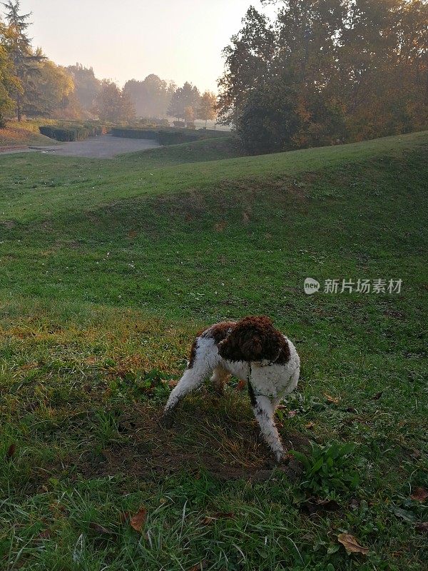 小狗清晨在公园散步