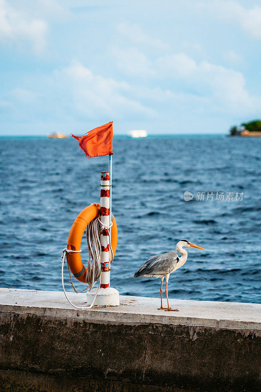 马尔代夫海滩上的苍鹭