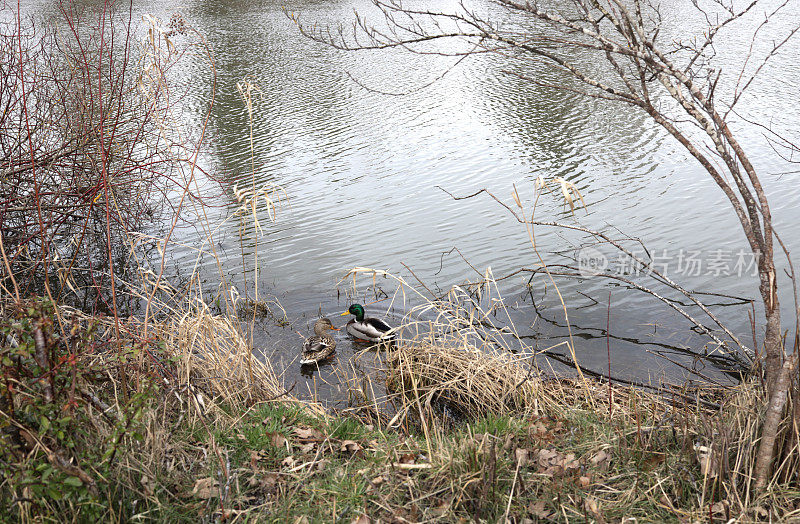 加拿大泻湖上的一对野鸭