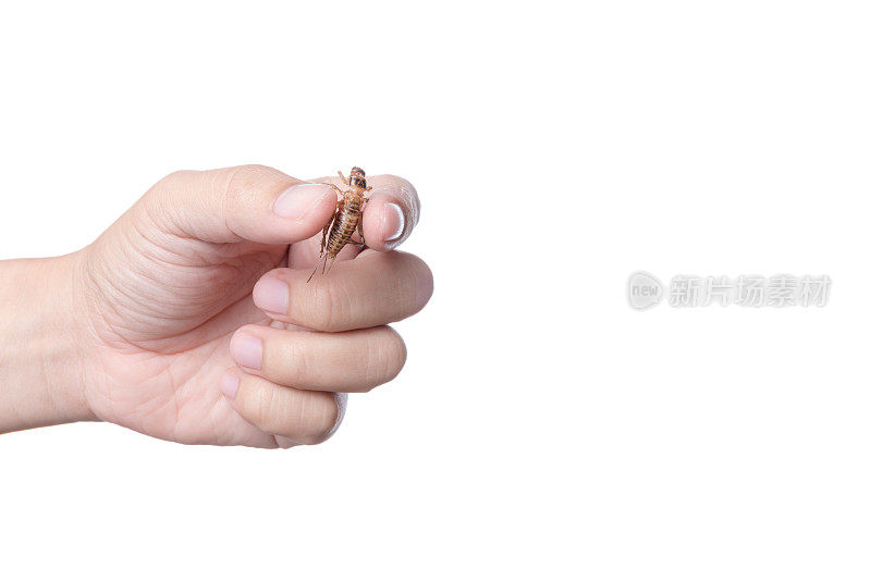 手握油炸蟋蟀，一种富含蛋白质的昆虫，著名的泰国街头小吃