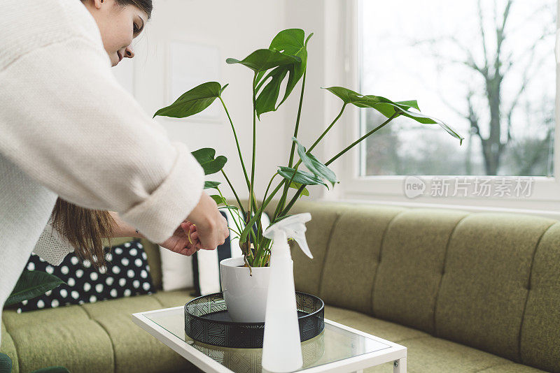 年轻女子照顾她的室内植物