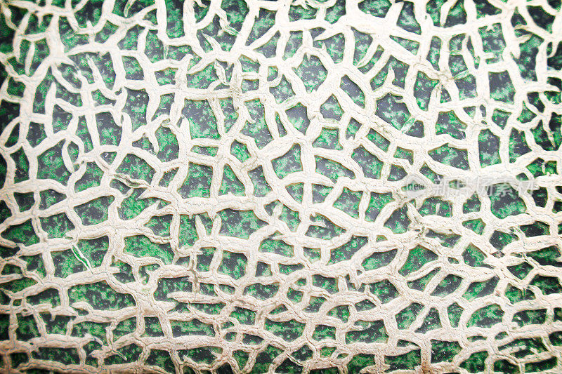 瓜果纹理以自然的网状图案无缝形成背景