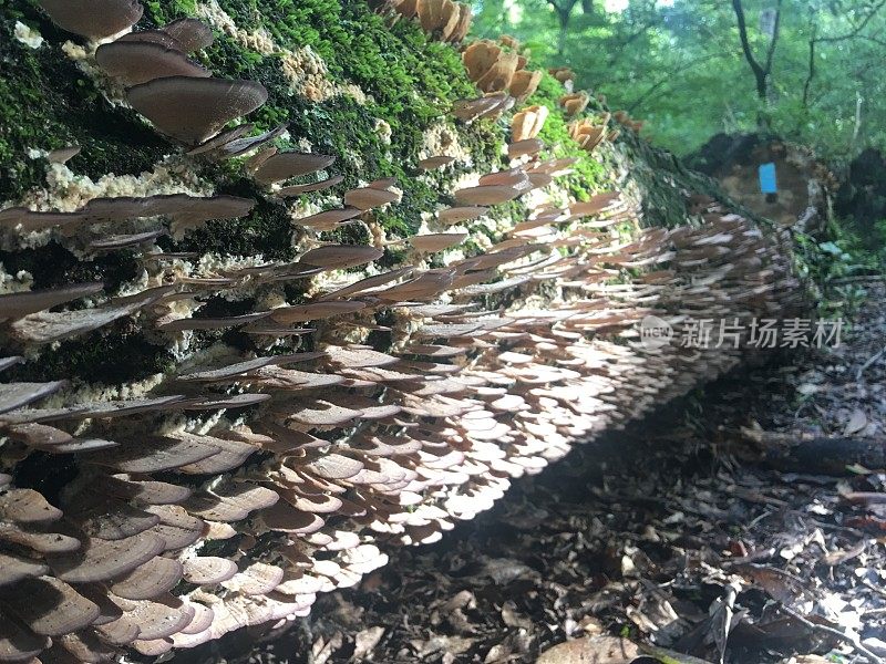 支架真菌沿着倒下的原木一侧生长，背景中有火焰