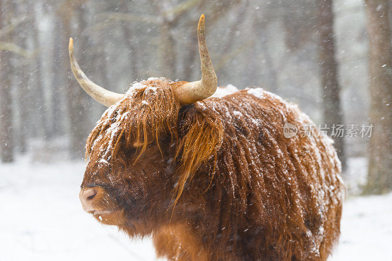 雪中的苏格兰高地牛的肖像