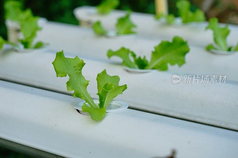 水培农场的沙拉有机蔬菜