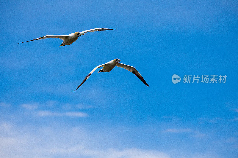 两只北方塘鹅正在飞行，一只在下面另一只在博纳旺蒂尔岛周围。