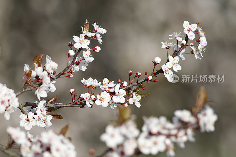 雪白的樱花盛开在冬天