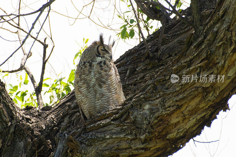 大角猫头鹰栖息在树上