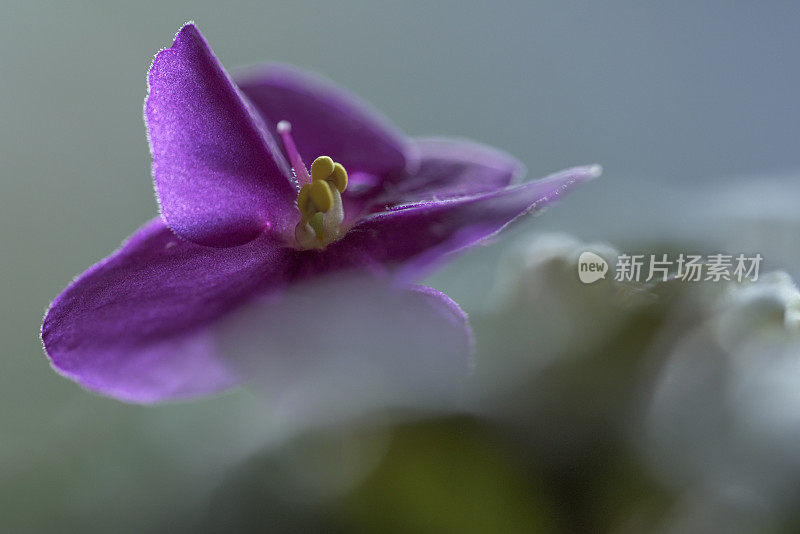 圣宝利亚非洲紫罗兰花与花药特写
