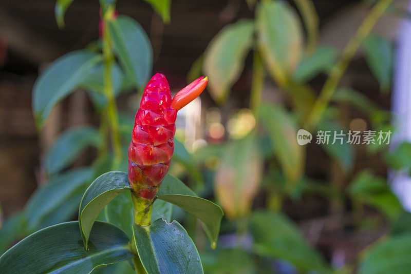 红色观赏姜花特写花园在婆罗洲，马来西亚