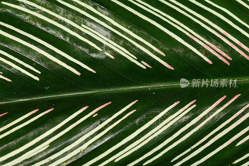 大的叶具成对的有角的白色条纹，在中脉处结束粉红色