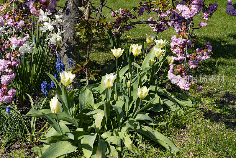 郁金香和樱花在英国的花园里盛开