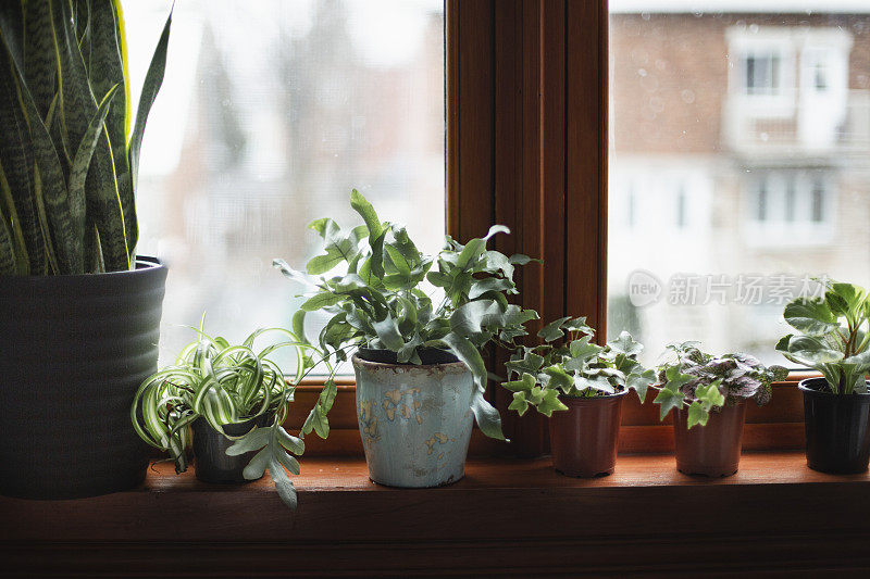 室内植物浇水