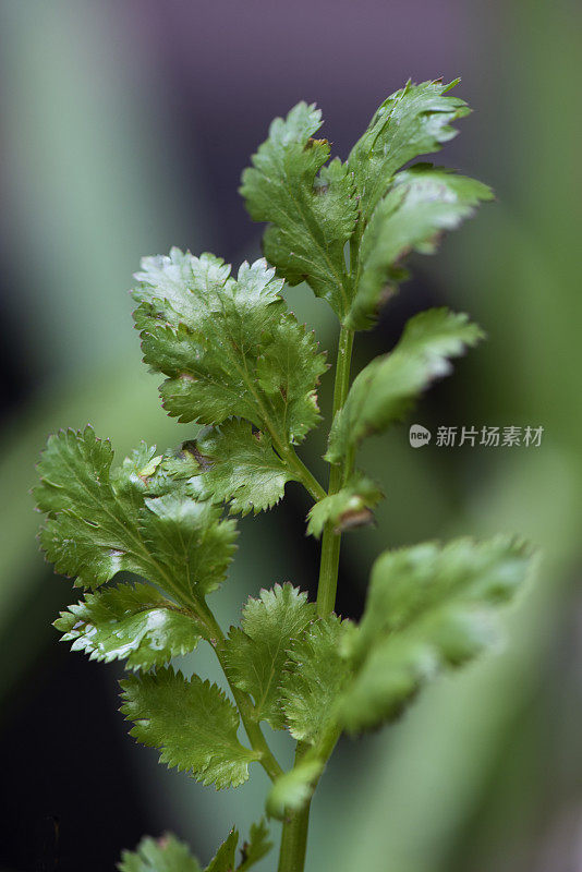 欧芹发芽