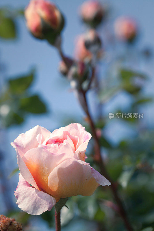 粉红色玫瑰花，花蕾柔嫩