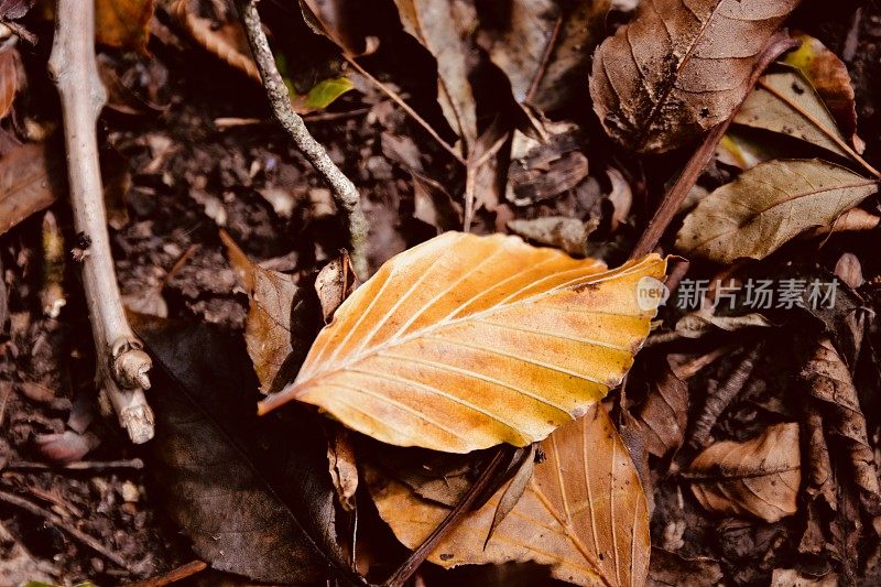 在秋天的森林里散步，脚下是金色的树叶